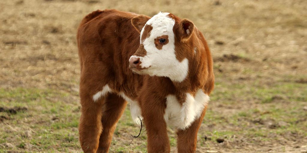 #CalvingSeason has started and there’s no better time to protect your investment. LPI calf policies are now available, purchase yours today! #Calving2020 #MBAg lpi.ca