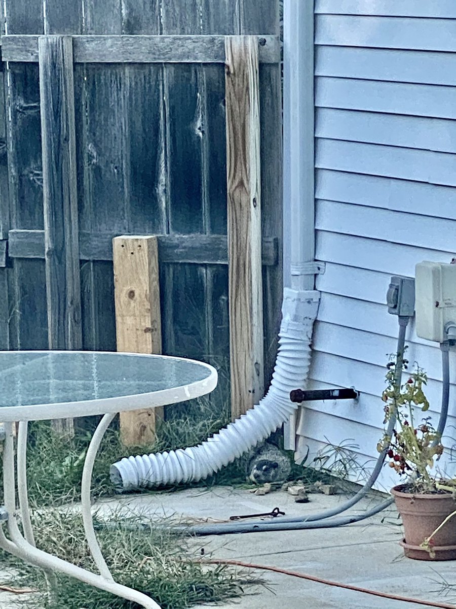 kjennyy's tweet photo. Happy Groundhog Day to my little friend who had rabies. Thanks to my officer friends who came to the rescue. 6 more weeks of winter. Yahoo. https://t.co/GwZajKMihi
