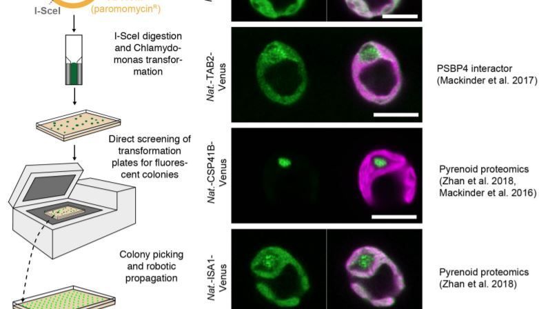 The Plant Cell (@theplantcell) on Twitter photo A recombineering pipeline to clone large and complex genes in Chlamydomonas #Chlamydomonas #PlantSci <a href="/mackinderlab/">Luke Mackinder</a> <a href="/emrich_z/">T Z Emrich-Mills</a> @DrCEWalker <a href="/Johnson_mattp/">Matt Johnson</a> buff.ly/36AnMf2 A recombineering pipeline to clone large and complex genes in Chlamydomonas #Chlamydomonas #PlantSci <a href="/mackinderlab/">Luke Mackinder</a> <a href="/emrich_z/">T Z Emrich-Mills</a> @DrCEWalker <a href="/Johnson_mattp/">Matt Johnson</a> buff.ly/36AnMf2