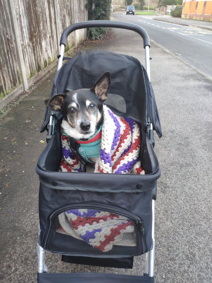 Vicki MG (@dogrescuebird) on Twitter photo When longer journeys are getting harder for your #rescuedog due to #arthritis, it's time to start rollin' around the block like a pimp! JR is certainly feeling his buggy <a href="/CAMarthritis/">Canine Arthritis Management</a> 😍 When longer journeys are getting harder for your #rescuedog due to #arthritis, it's time to start rollin' around the block like a pimp! JR is certainly feeling his buggy <a href="/CAMarthritis/">Canine Arthritis Management</a> 😍