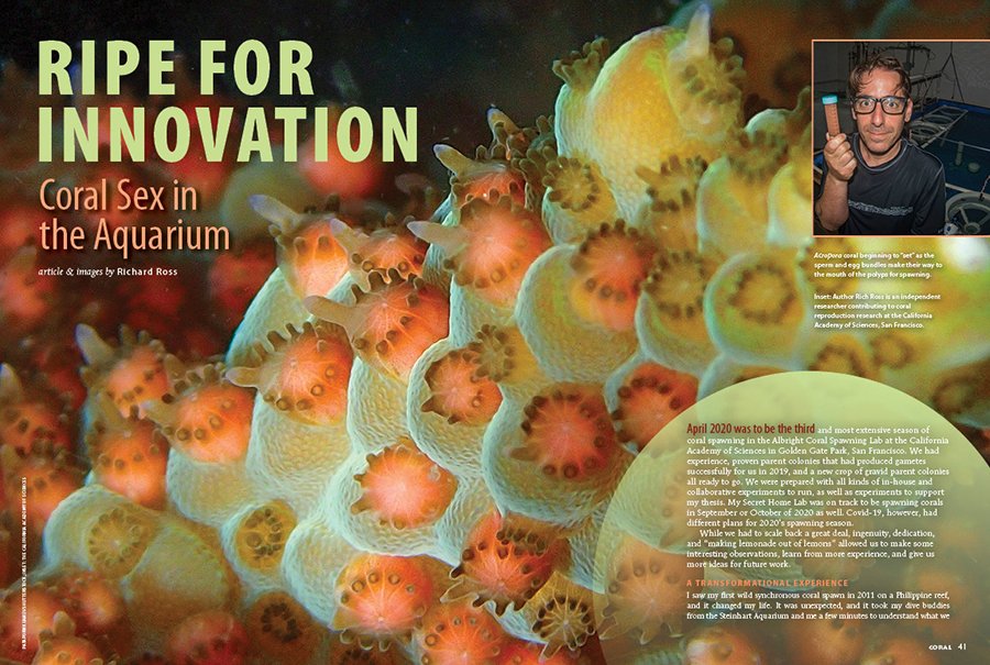 CORALmagazine's tweet photo. #CORALmagazine #InsideLook: Richard Ross showcases that #coralsex in the #aquarium is a field Ripe for Innovation. Learn what’s going on at the Albright #Coral Spawning Lab, and in his #SecretHomeLab, and how the scientific teams coped with #breedingcorals during a pandemic! https://t.co/lLhqwWoIyl