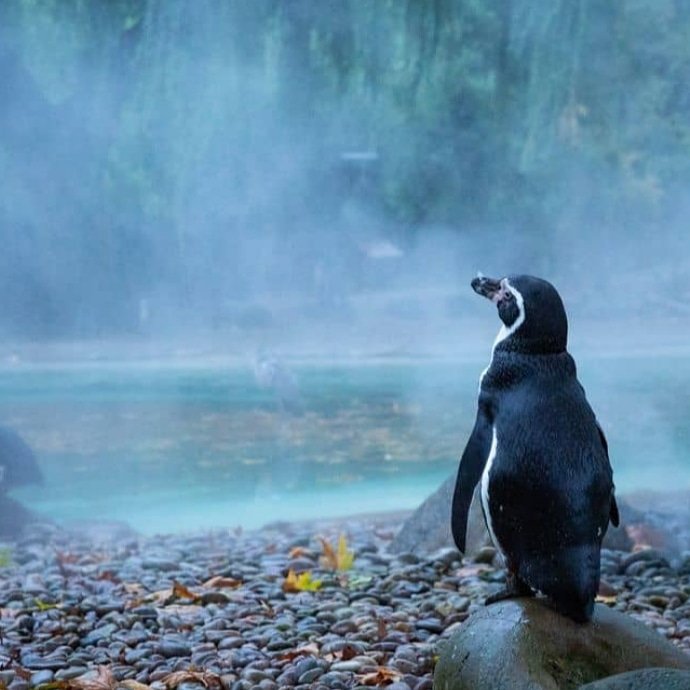 💞 Did you know some types of penguins mate for life?

🐧🐧Pretty romantic, eh? 

Not all #valentinegiftideas need to be choccies &amp; flowers so check out Denise from <a href="/Insightfulphoto/">The Insightful Collective</a> beautiful #penguin shots on Our High Road, available framed or unframed