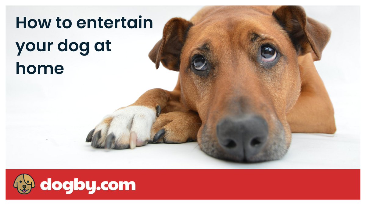 DogbyDogs's tweet photo. Looking for ways to entertain your dog while stuck at home? We've got you covered! Check out our handy guide for some inspiration 🐾

https://t.co/s9fe6V6DJe

#lockdown2021 #athome #dogsoftwitter #lifewithdogs https://t.co/M3UwdnSU7g