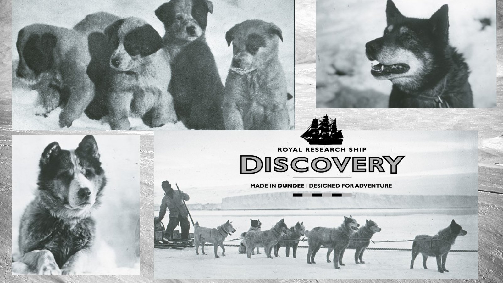 Why Are Dogs Banned In Antarctica