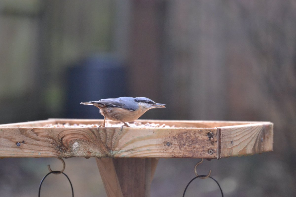 jock333's tweet photo. @NeilDuggan80 We get a redwing in the garden. Will go hunting for fieldfare. We’re next to the golf course so we get a few interesting ones in the garden. Got a good snap of our Nuthatch today https://t.co/fjEBCEckYn