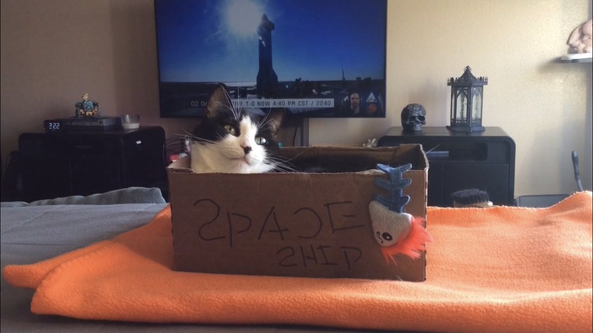 OnlyBoops's tweet photo. Hype Hype Hype!!! #LAUNCHEILEEN
GooseCat is pumped 
We've been watching What About It!? Waiting for the launch!
 🚀🚀🚀🚀🚀

#streamingcat #SN9 #SpaceX #HYPE #Mars2020  #streamingcat #streaming #OnlyBoops #boop #showusyourkitties @FelixSchlang @elonmusk https://t.co/OqXXMjAChT