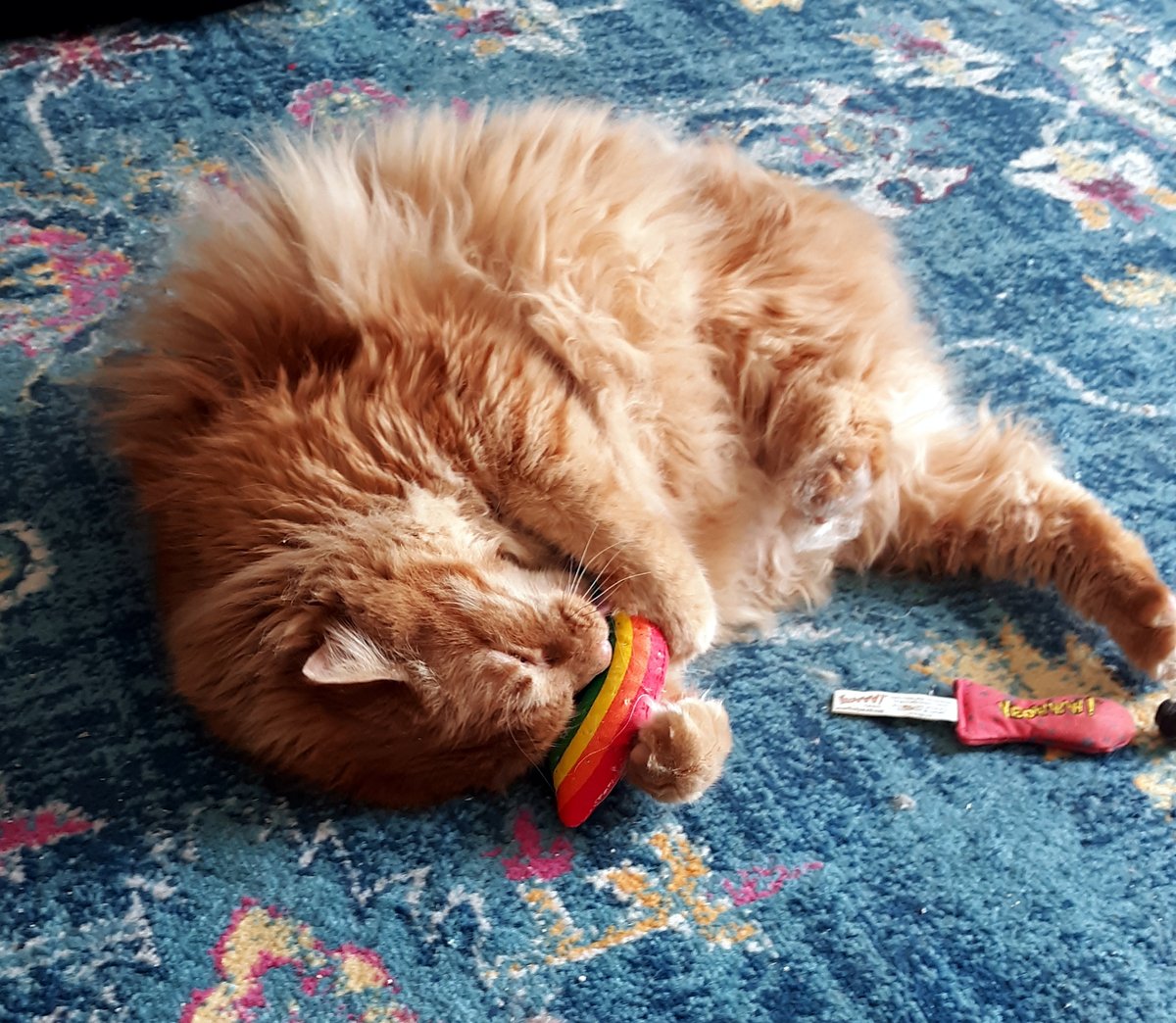 ForgottenBeauty's tweet image. Taste the rainbow 😄
#CatsOfTwitter #cats @YeowwwCatnip @Skittles
