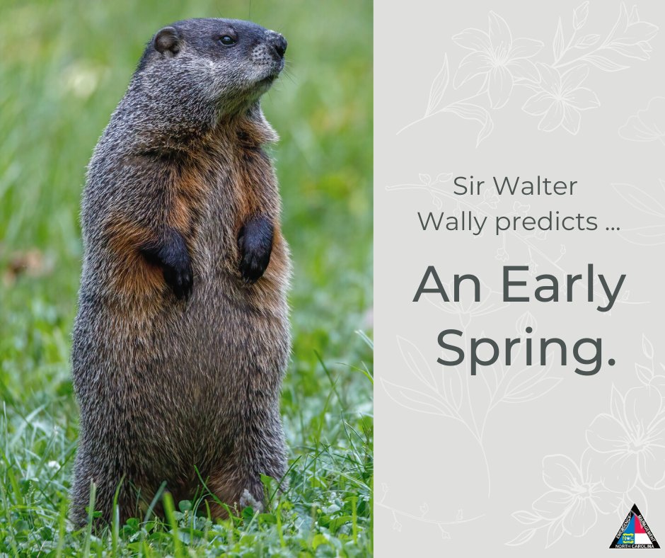 NCEmergency's tweet photo. It's official! The NC groundhog Sir Walter Wally did NOT see his shadow, disagreeing with Punxsutawney Phil's prediction and calling for an early spring. Whether or not you participate in this #GroundhogDay tradition, check back in with us for daily #ncwx updates. https://t.co/XQnP30FAoH