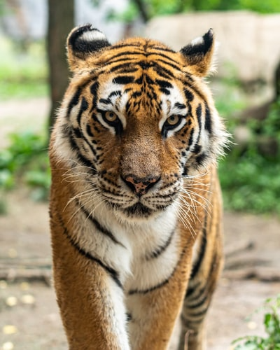 PaisleyTigerCo's tweet photo. Did you know that adult tigers generally live alone? They probably get pretty lonely, right?
#TigerFacts #SaveTheTigers
https://t.co/nNPF38UxAL https://t.co/pyyvKcTbT5