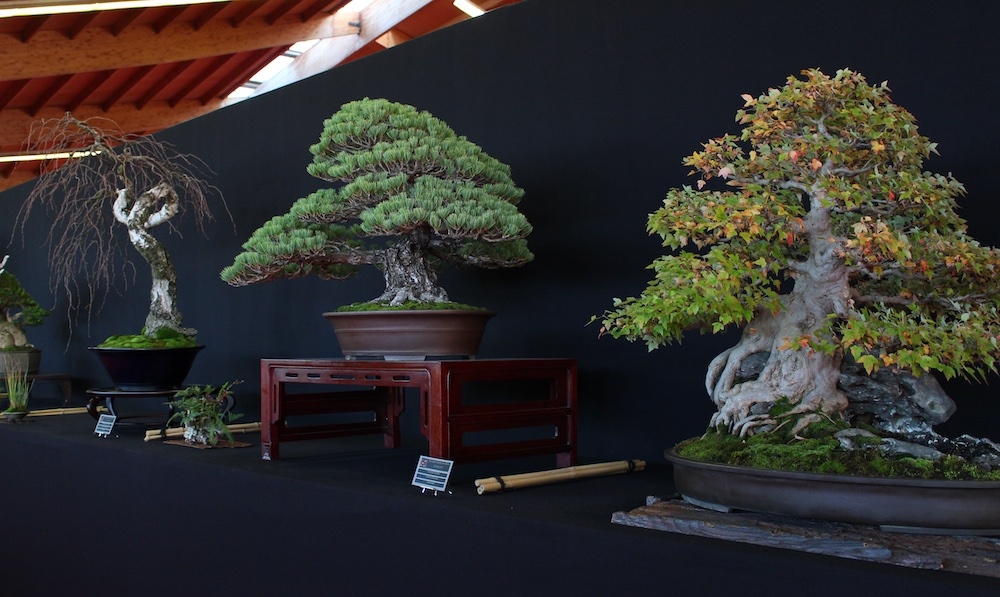 bonsaiempire's tweet photo. Bonsai display at the #Bonsai san show https://t.co/8GHd2xgvKx