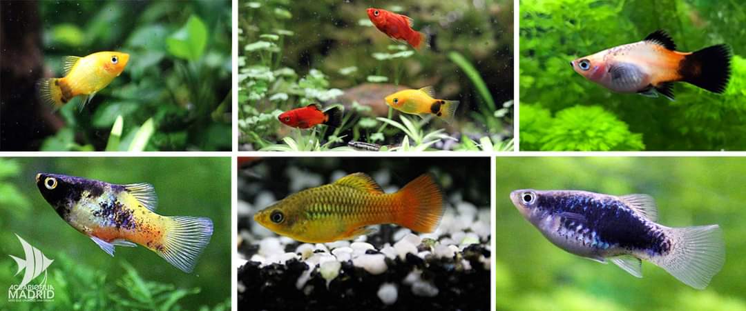 Acuariofiliamad's tweet photo. [Ficha] Xiphophorus maculatus (platy): https://t.co/FXzJtifkHX

📷: Kika en https://t.co/QjHevETfZY

#AcuariofiliaMadrid #AMA #peces #pez #fishkeeping #Xiphophorus #Xiphophorusmaculatus #platy #platys https://t.co/ariwSkNpkf