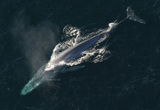 KeySchool's tweet image. I’m a Blue whale. I’m endangered by environmental change, habitat loss, and human activity. Why should you care? Because I am an important part of the ocean. You need to act, or else I will become extinct. #WWF  #SDGs #extinction