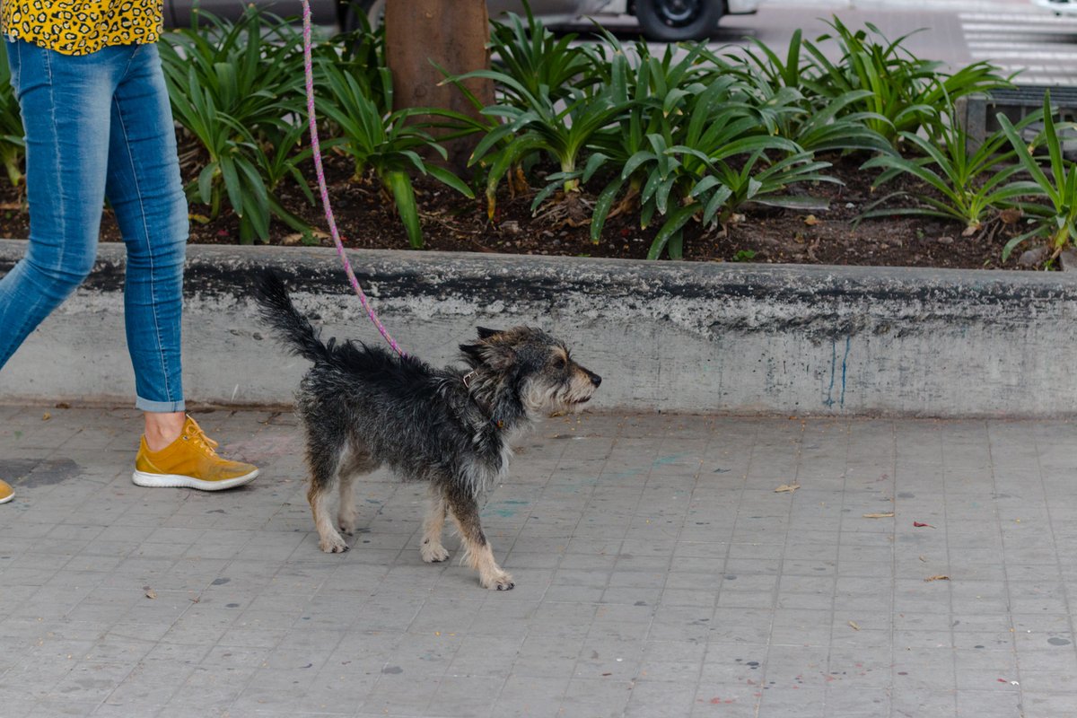 Extrañamos tomar el descanso en #Chapu y ver caminar a los chulos #lomitos de la ciudad.