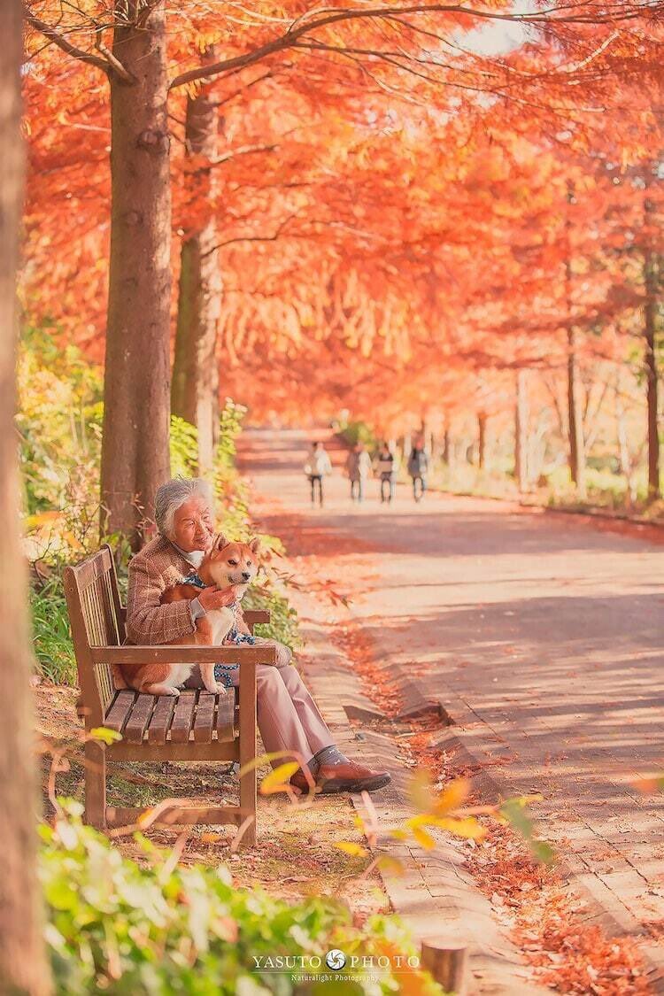 albertommoral's tweet photo. El fotógrafo japonés Yasuto captura el amor entre su abuela y su perro Shiba Inu.

Como fondo a estas idílicas fotografías, la belleza japonesa en todo su esplendor, árboles de cerezos en flor, parques coronados por millones de flores, escaleras infinitas y jardines. https://t.co/LqJgXpd8AP