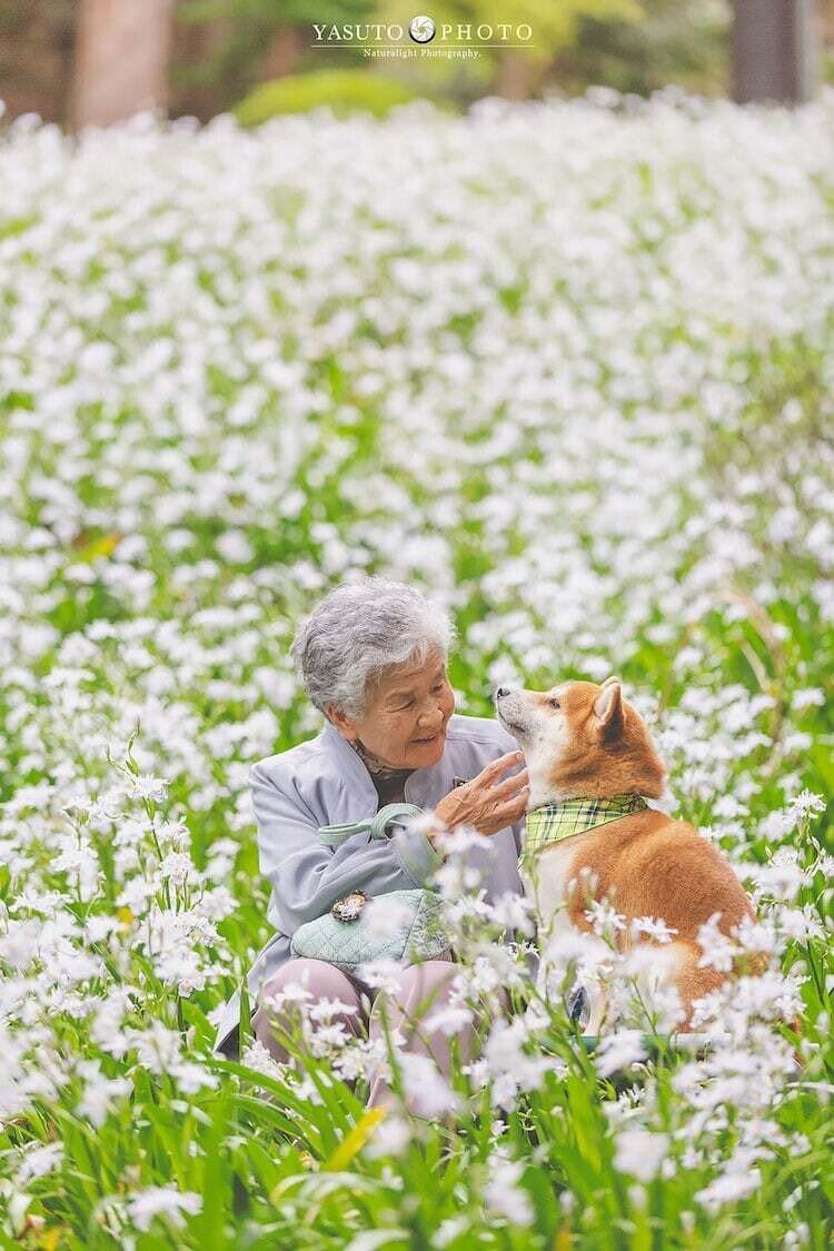 albertommoral's tweet photo. El fotógrafo japonés Yasuto captura el amor entre su abuela y su perro Shiba Inu.

Como fondo a estas idílicas fotografías, la belleza japonesa en todo su esplendor, árboles de cerezos en flor, parques coronados por millones de flores, escaleras infinitas y jardines. https://t.co/LqJgXpd8AP
