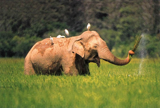 KeySchool's tweet image. Sri Lankan elephants are endangered because of conflict with humans. There are 4,000 left in the wild. They matter because they move old logs out of rivers so they can flow. You can help by donating money to create preserves for them. #SDGs #WWF #extinction #Studenttweeter
