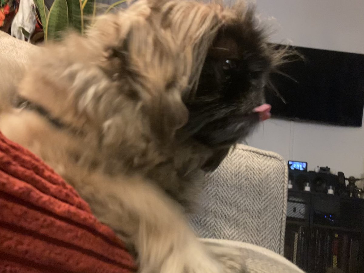pooch_nyc's tweet image. The tiniest of #bleps for #TongueOutTuesday!.
.
.
.
.
#centralparkdogs #uwsdogs #uesdogs #uwspetcare #uespetcare #nycdogs #dogsoftheuws #dogsoftheues #theperfectpoochnyc #dogwalkingnyc #nycdogcommunity #wethedogsnyc #hireapetcarepro