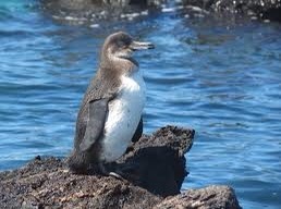 KeySchool's tweet image. The Galapagos Penguin is endangered w/ less than 2,000 in the wild. They are dying because it’s hard to find food in the Galapagos. They are an important food source for lots of animals. We can save them by helping stop climate change. #SDGs #WWF #extinction #studenttweeter