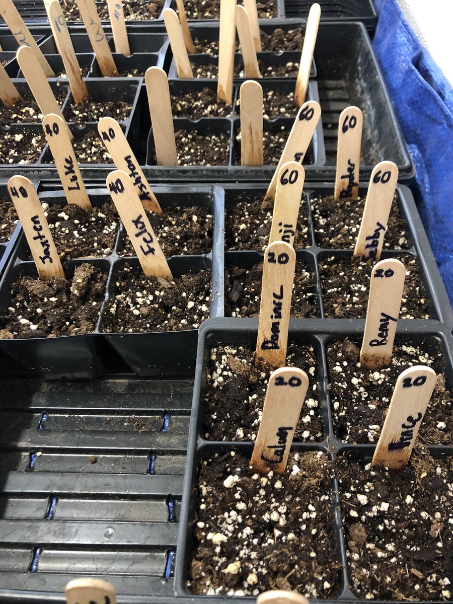 Trying to keep kids moving, less on their screen at school, and involved in activities. Check out that 🍓 DNA and love that someone gave names to each 🌱 for their experiment! #GoodhueSchool