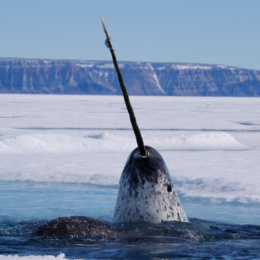 KeySchool's tweet image. Narwhals are near threatened because they are hunted for their horns. They're at the top of the food chain, &amp;amp; they’re living depends on the health of the environment. Help by trying to stop global warming. There are only 80,000 left. #SDGS #WWf #extinction #Studenttweeter