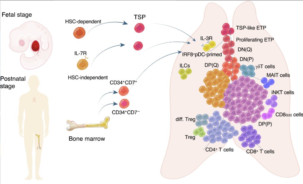 mmw_lmw's tweet photo. #T_Cell_Development | Old Tales Retold By Single-Cell RNA Sequencing | Hongbo Hu @TrendsImmuno https://t.co/n1JACjbIXc | #2021_ReCapJan https://t.co/uQ6O4ZNwmG