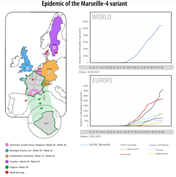 ils confirment la sources grâce aux données de GISAID.Donc Marseille4 ne vient pas de Marseille, c'est variant de la clade 20A.EU2, et la cela sonne tout de suite moins sexy, comme indiqué dans la figure 1 on trouve ce variant un peu partout en Europe. Omission? Mensonge?