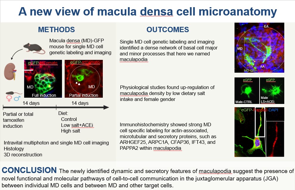 AJPRenal's tweet photo. #ArticlesInPress: "A new view of macula densa cell #microanatomy"
By: Georgina Gyarmati, et al.
https://t.co/fdMjjRcoEW
#AJPRenal #MaculaDensa #GenderSpecificity @KECKSchool_USC https://t.co/LAWOgg6BaQ
