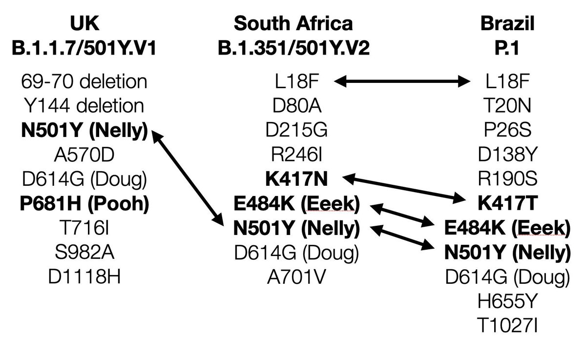 (2/6) Here’s a nice figure from  @K_G_Andersen, showing the different mutations in the UK, South African, & Brazilian variants.E484K has now also appeared in multiple people in the UK, suggesting a process of convergent evolution. This means it’s likely to happen elsewhere, too.