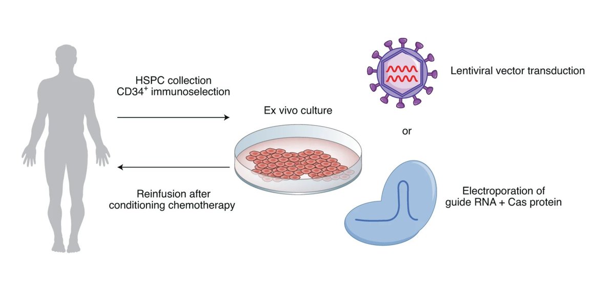 celltherapynews's tweet image. #CRISPR-Cas #GeneEditing enters the field of promising clinical approaches for mitigating hemoglobin defects in patients with #hemoglobinopathies.

📰 @NatureMedicine
go.nature.com/3cxtEK4