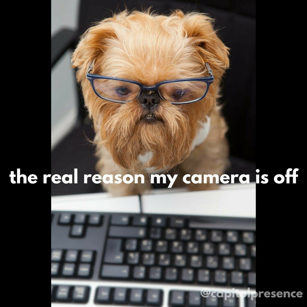 CapitolPresence's tweet image. Can't call it catfishing if it's a dog. #remoteworkproblems instagr.am/p/CKzFhQOnM7F/