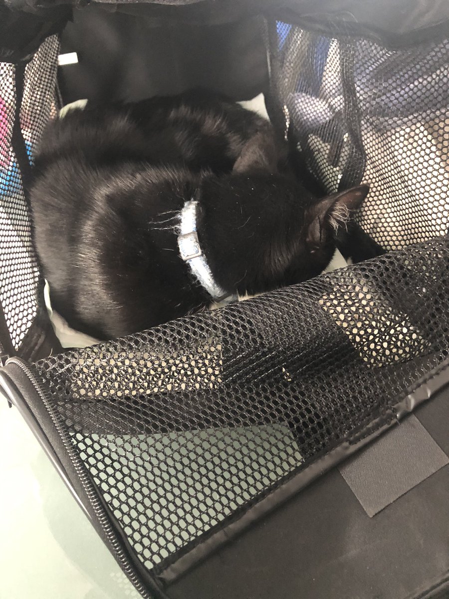 Meownificent_7's tweet photo. #BringYourCatToWork #FriendlyFeral #HunkyPChunky
Too much snow and way too cold for our garden kitty to be outside https://t.co/fAlXlxBu22
