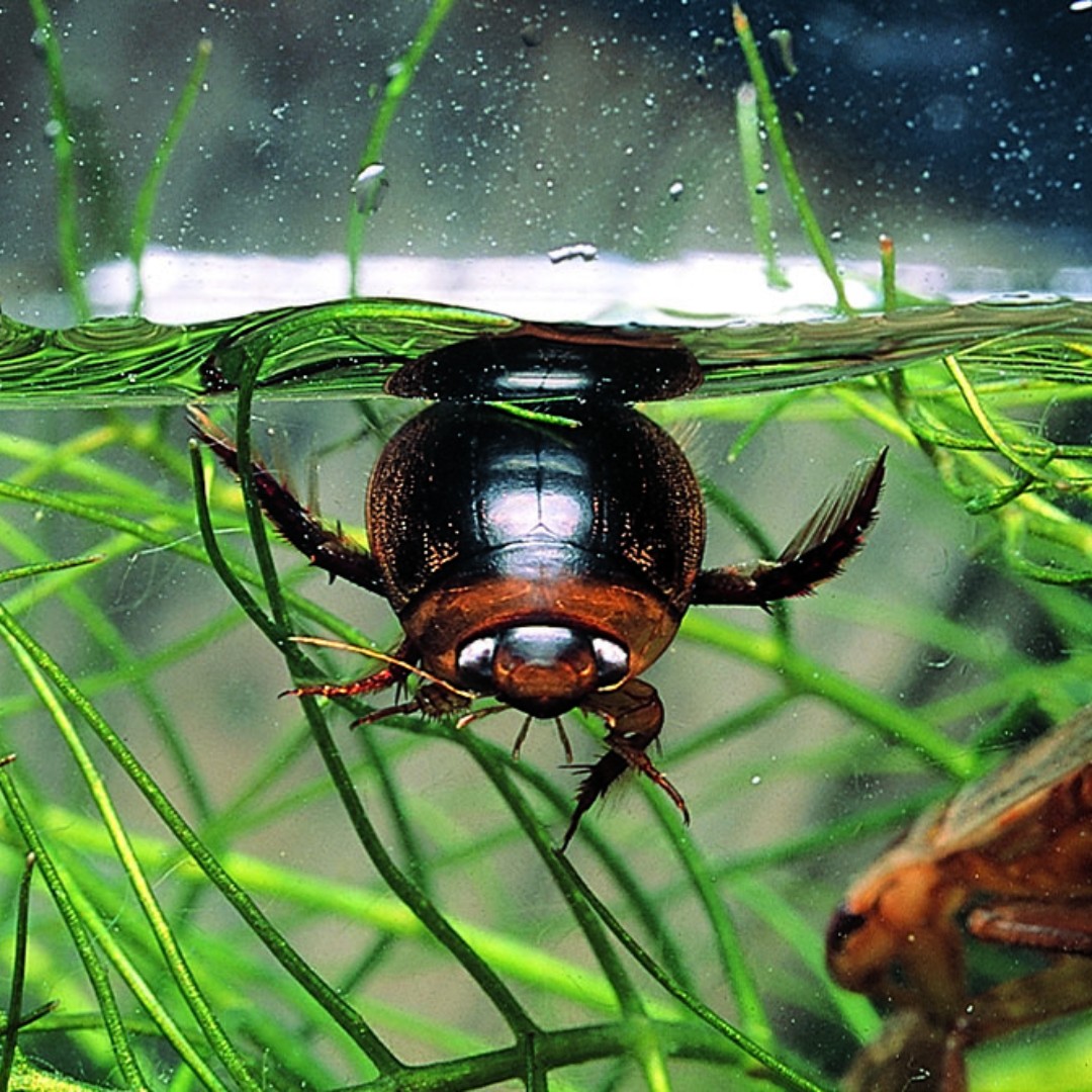 waterbugblitz's tweet photo. Waterbug Wednesday....who am I?
Use #thewaterbugapp to tell us who this is!
Photo credit: John Gooderham
#waterbugblitz #waterbug #aquaticmacroinvertebrates #citizenscience #taxonomy #catchmentsmatter #freshwater #aquaticecology #aquatichealth #STEM #flyfishing https://t.co/nvkZe0fvbB