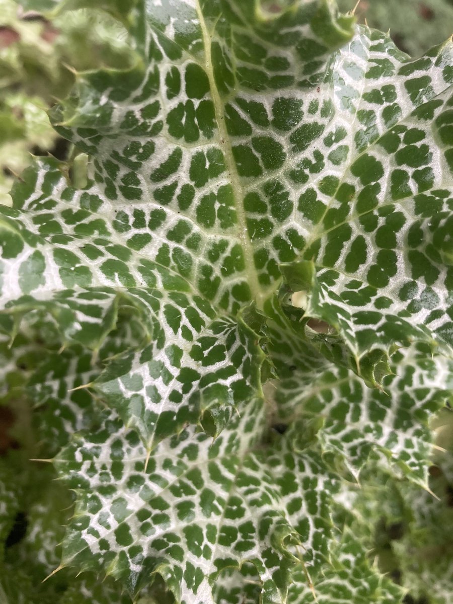 In de geneeskrachtige kruidentuin van de #Hortus van #Fryslan staat deze tweejarige #Maria melkdistel. Prachtig om in juni de bloemen te zien met daarop #bijen en #hommels