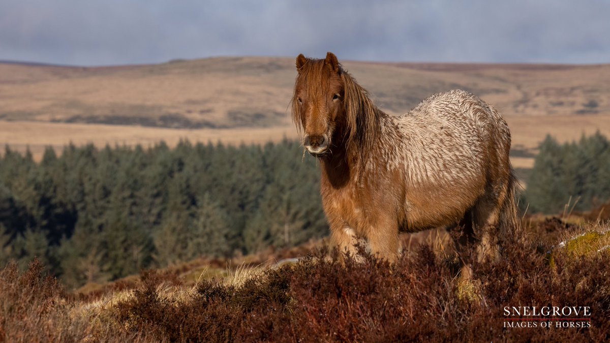 🥰🥰🥰 One of the fabulous Dartmoor Pony Heritage Trust conservation herd blending in rather well with the winter colours of Dartmoor 🥰🥰🥰
#imagesofhorses #gonative #inspiredbywildlife #dartmoor #conservation #biodiversity