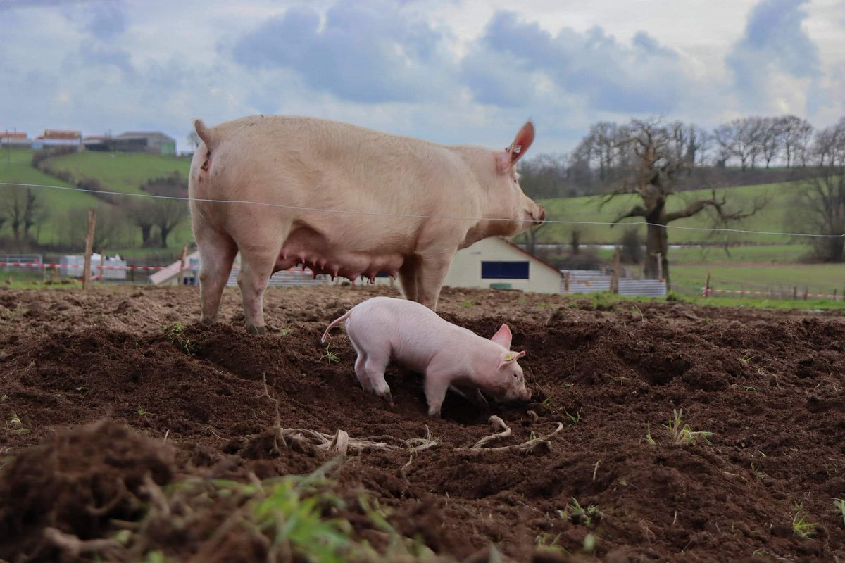 pierreallr's tweet photo. Elevage pleine aire en vendee avec un système de cabane atypique 🤣
Les porcelets commencent très jeunes a fouillé pour chercher les vers 🪱🐽🐖🐷
#unebio
#filiereraisonnée
#porcbio
#bienetreanimal https://t.co/3yWGZF7H55