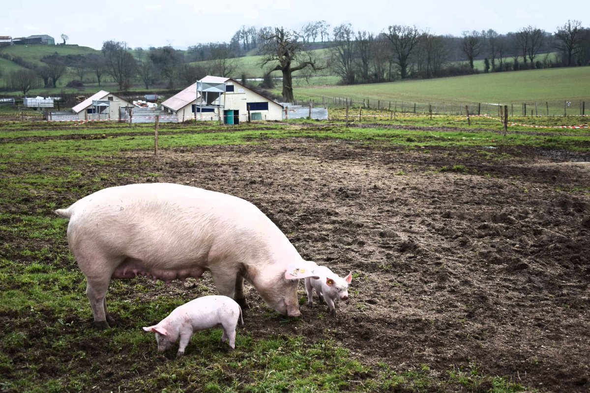 pierreallr's tweet photo. Elevage pleine aire en vendee avec un système de cabane atypique 🤣
Les porcelets commencent très jeunes a fouillé pour chercher les vers 🪱🐽🐖🐷
#unebio
#filiereraisonnée
#porcbio
#bienetreanimal https://t.co/3yWGZF7H55