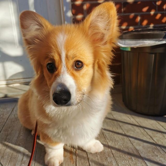 CorgiJennifer's tweet photo. Nothing makes you smile more than looking into the face of a dog that loves you❤️

#corgi #corgicommunity #corgigram #corgiaddict
#CorgiCrew #corgioftwitter #corgiworld #corgilove #corgi_daily @akkitwts #corgimom @emmettdoog @CraigyFerg #dog https://t.co/M7l9PFmznC