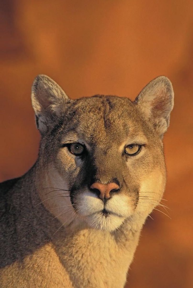 La beauté des félins