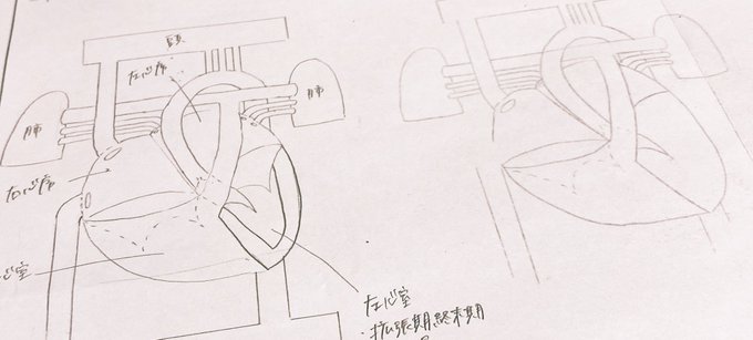 おおおうつるもんやな
久しぶりに描いた絵が解剖図っていうのが辛いとこ 
