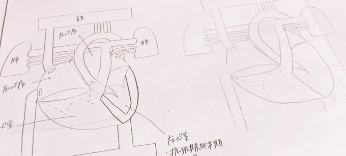 おおおうつるもんやな
久しぶりに描いた絵が解剖図っていうのが辛いとこ 