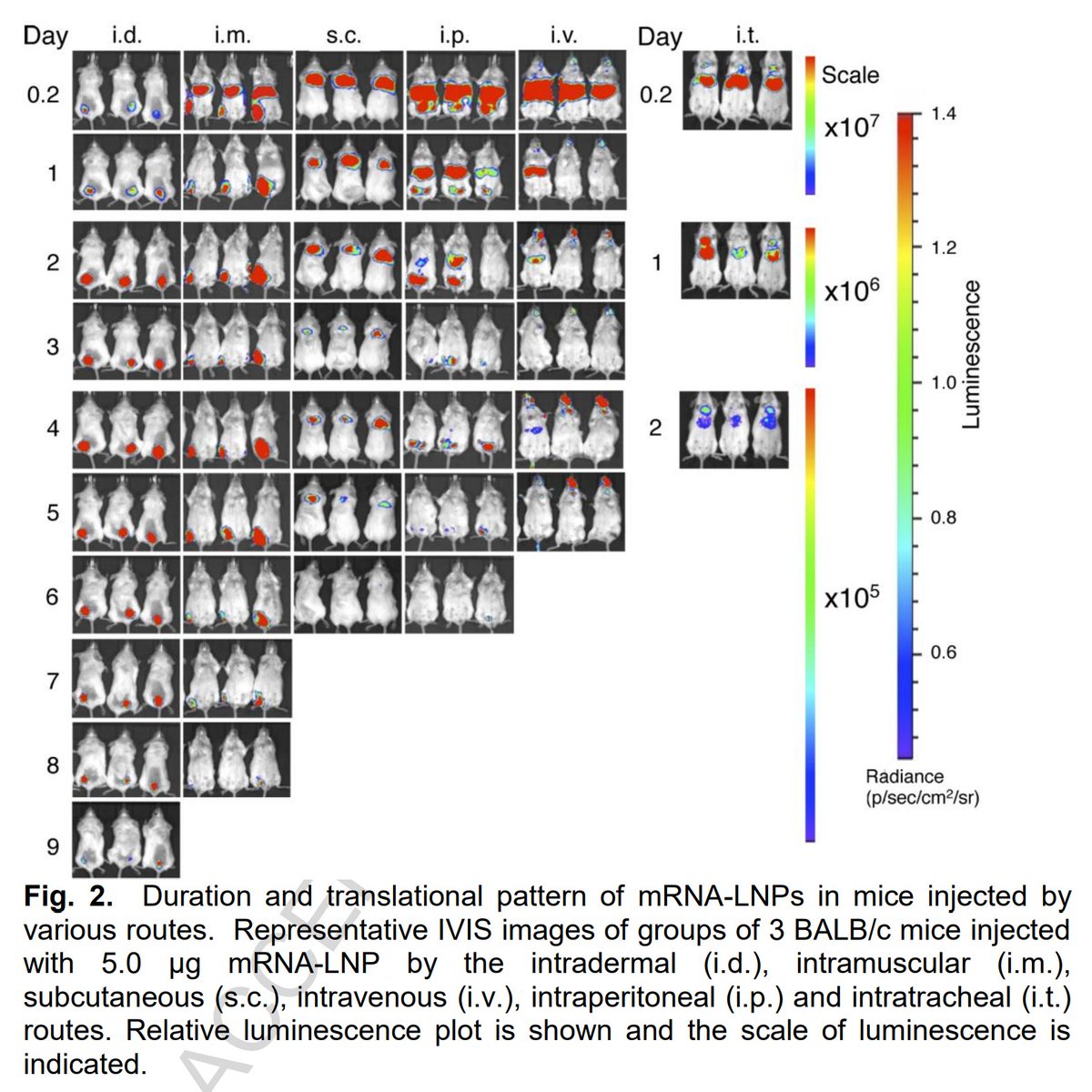 If you somehow get a copy, you'll see this experiment where mice were treated with the mRNA lipid nanoparticles (similar to the vaccines) in different ways. In these mice, the mRNA were expressed/did their job for a few days to maybe a week.