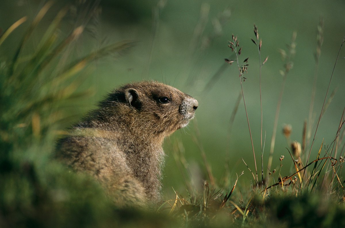 NatGeoAnimals's tweet image. A groundhog in Olympic National Park, Washington. (National Geographic Image Collection/Melissa Farlow) #GroundHogDay