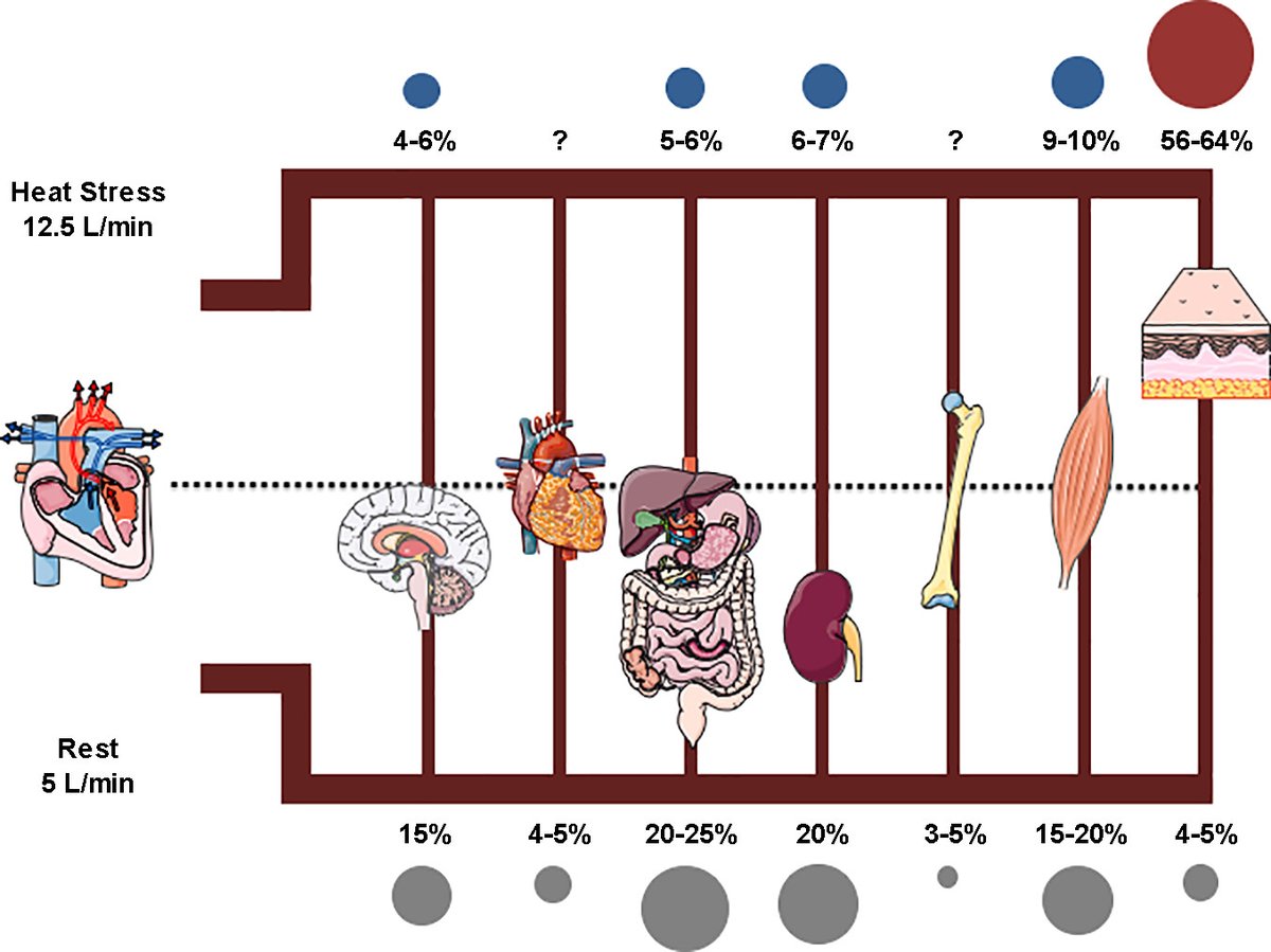japplphysiol's tweet photo. #ImagesOfTheWeek from Effect of heat stress on vascular outcomes in humans.
Jem L. Cheng and Maureen J. MacDonald
https://t.co/5I3fmoplrY
#JAPPL #HeatStress #HeatTherapy https://t.co/nk3QGsw3j1