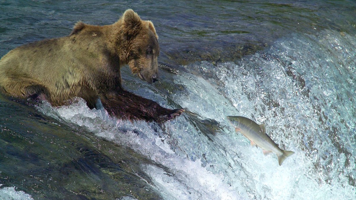 Backwoods General Store (@backwoodsstore) on Twitter photo A natural at fishing. I will always be amazed with the beauty and wonders of nature. You can always find peace and tranquility in it and also some danger if you do not respect it. Man I love the Backwoods.
#camping #hiking #hunting #fishing 
backwoodsgeneralstore.com/shop/ A natural at fishing. I will always be amazed with the beauty and wonders of nature. You can always find peace and tranquility in it and also some danger if you do not respect it. Man I love the Backwoods.
#camping #hiking #hunting #fishing 
backwoodsgeneralstore.com/shop/