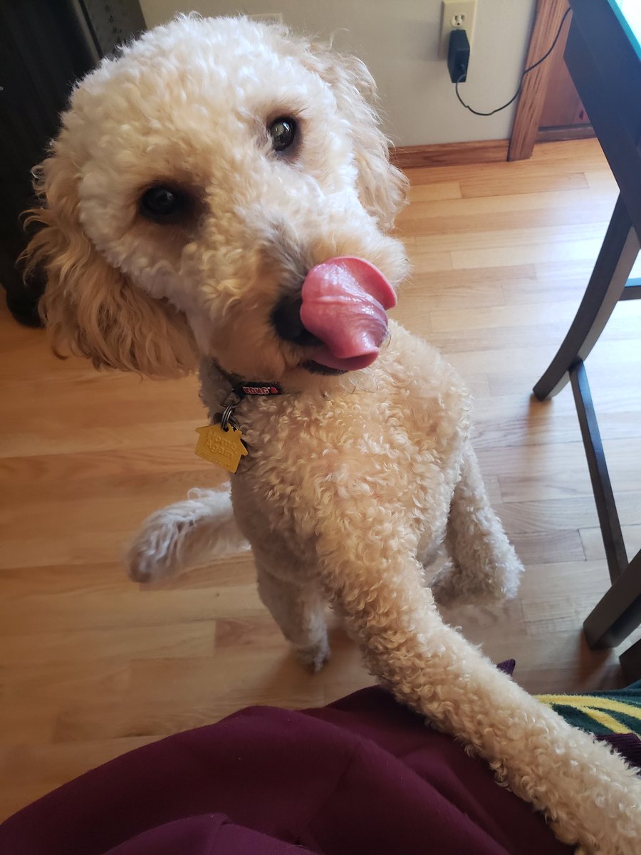 kendra_cornell's tweet photo. My Chief Cuddle Officer of Barketing letting me know it's break time. #TongueOutTuesday #MarketingTwitter #MarketingDogs https://t.co/7n33gezOzn