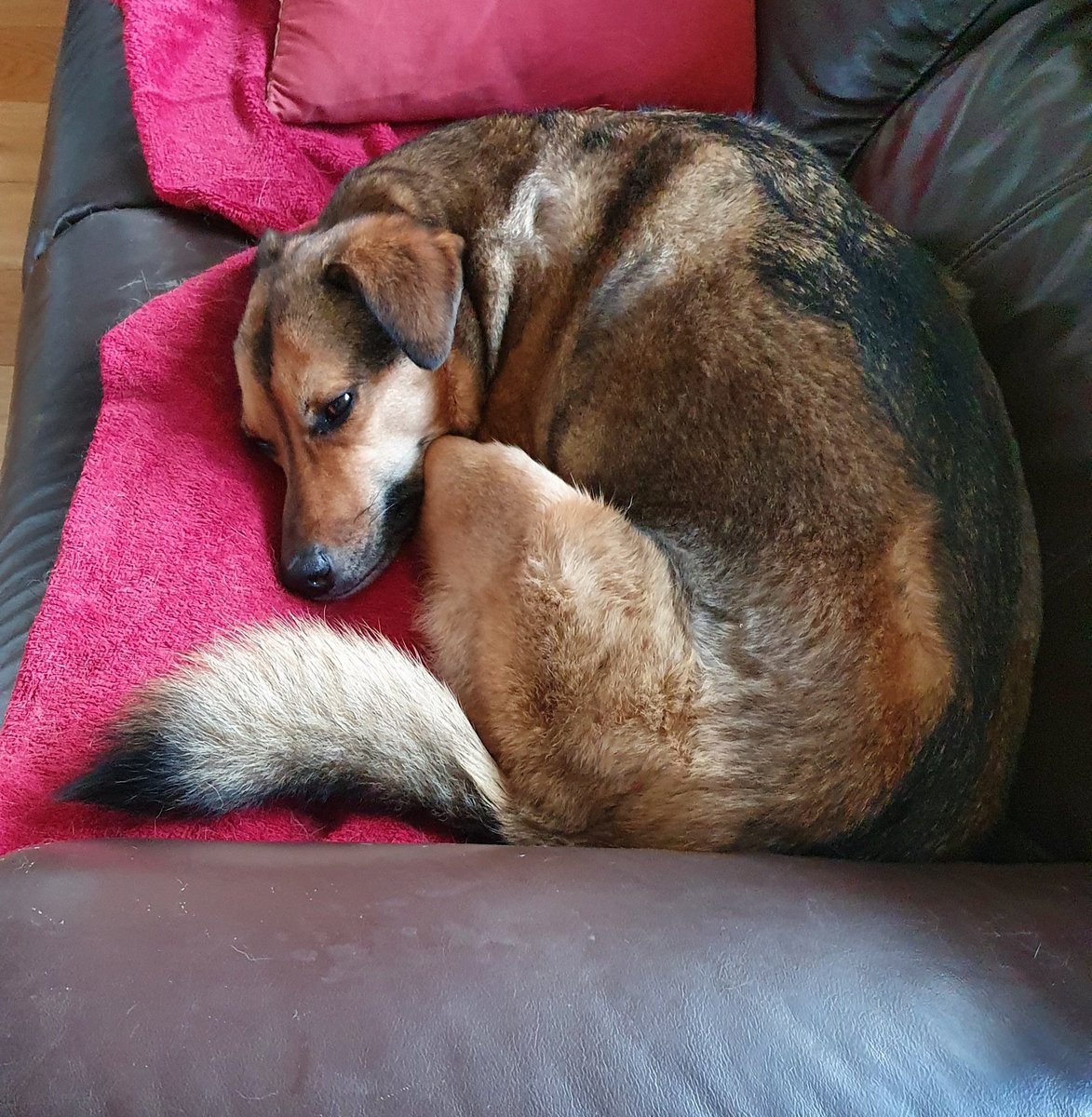 janeylaw's tweet image. After a busy morning at work staying awake for all of ten minutes, Marg decided it was time for a lie down and a well earned nap. #writtenwarning