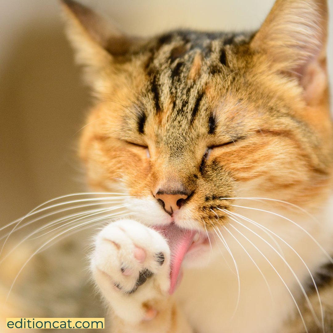 Edition Cat Magazine tweet media