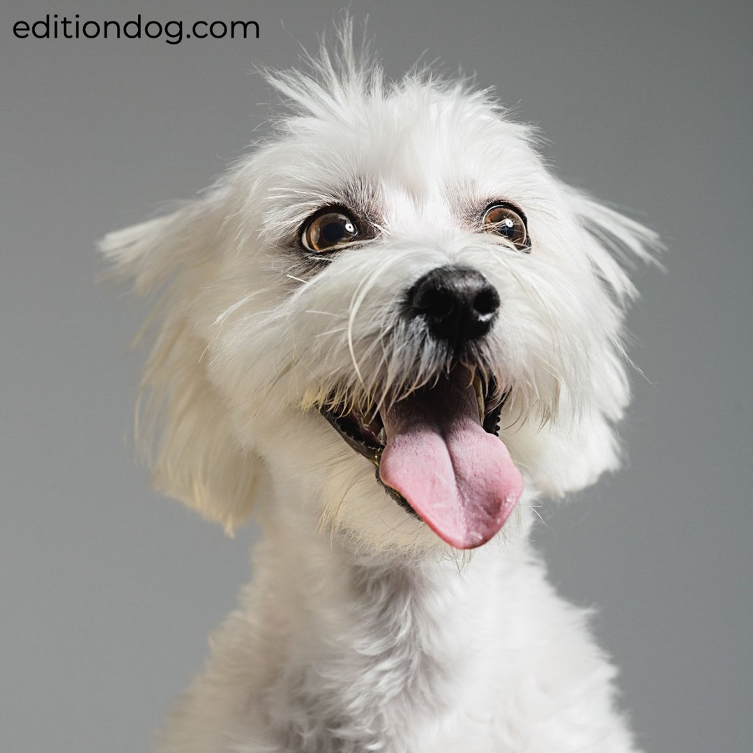 Happy #TongueOutTuesday everyone!

#EditionDog #DogsOfTwitter