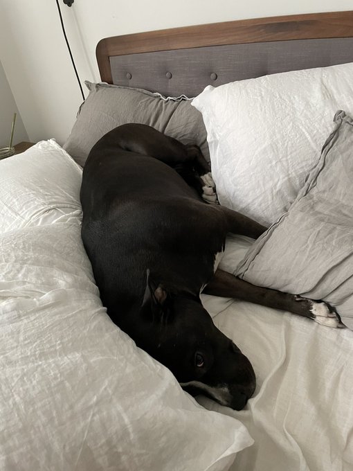 pig in blankets https://t.co/jYw4wjbClG