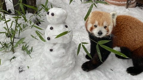 phillyzoo's tweet photo. ⛄❄️ https://t.co/Btuznbn6yi